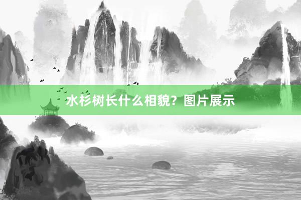 水杉树长什么相貌？图片展示